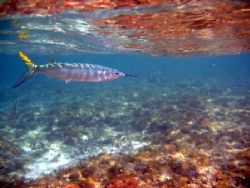 Ballyhoo. Canon a95. Notice the reflection of the reef on... by Robert Verkoeyen 